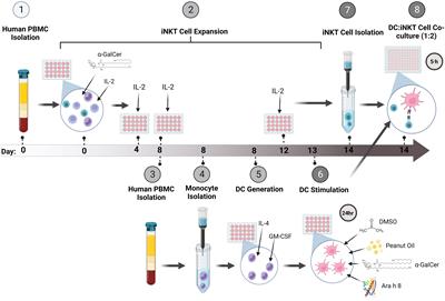 Invariant NKT cells are more abundant in peanut-allergic adults and a subset of CD8+ iNKT cells are depleted after peanut oil exposure